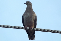 Zenaida auriculata