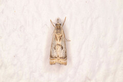 Microcrambus elegans