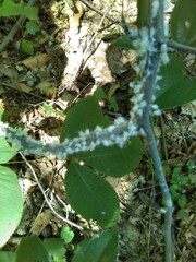 Grylloprociphilus imbricator