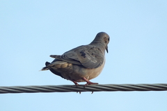 Zenaida auriculata