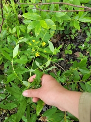 Lysimachia terrestris