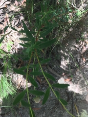 Pimelea treyvaudii