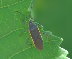 Staluptus marginalis