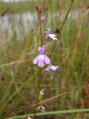 Lobelia kalmii