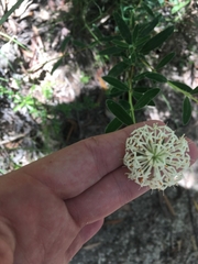Pimelea treyvaudii