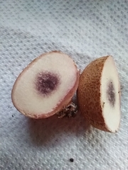 Scleroderma bovista