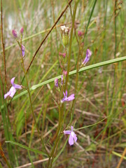 Lobelia kalmii