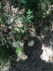 Pimelea treyvaudii