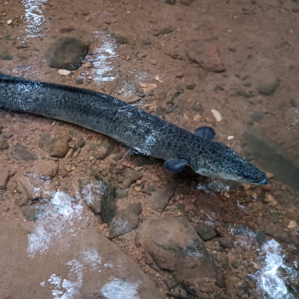 Australian Long-finned Eel from Germantown QLD 4871, Australia on ...