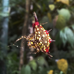Gasteracantha fornicata
