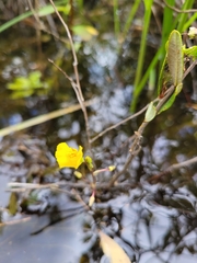 Utricularia macrorhiza