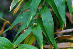 Maianthemum stellatum