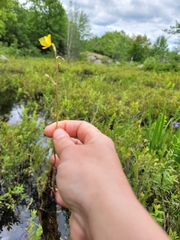 Utricularia macrorhiza