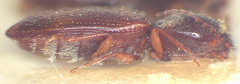 Austrocardiophorus