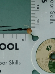 Neospintharus trigonum