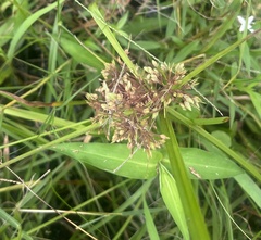 Cyperus eragrostis