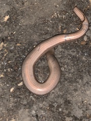 Anguis fragilis