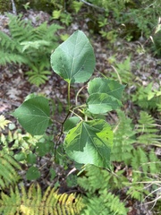 Populus tremuloides