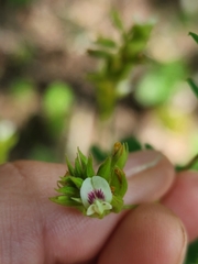 Lespedeza hirta