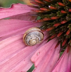 Cepaea