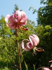 Lilium martagon martagon