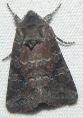 Lacinipolia meditata
