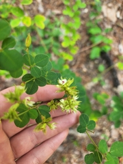 Lespedeza hirta