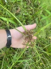 Cyperus eragrostis