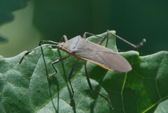 Staluptus marginalis