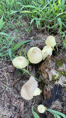 Leucocoprinus birnbaumii