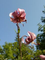 Lilium martagon martagon
