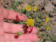 Pulicaria paludosa