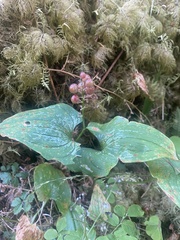 Maianthemum dilatatum