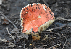 Lactifluus hygrophoroides