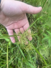 Cyperus odoratus