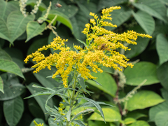 Solidago juncea