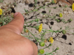 Pulicaria paludosa