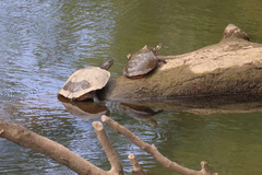 Deirochelyinae