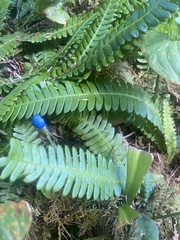Struthiopteris spicant