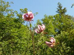 Lilium martagon martagon
