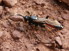 Ichneumon suspiciosus