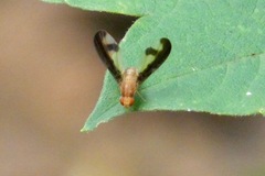Toxonevra superba