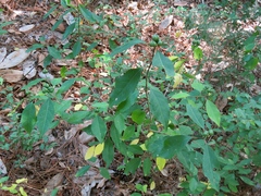 Ditrysinia fruticosa