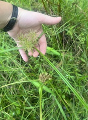 Cyperus odoratus