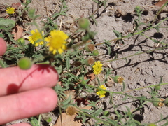 Pulicaria paludosa