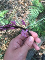Dipodium roseum
