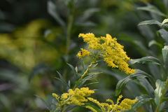 Solidago altissima