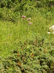 Lilium martagon martagon