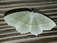 Campaea margaritaria