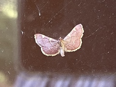 Hypsopygia costalis